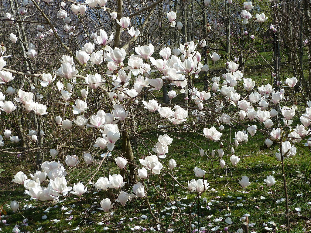 Magnolia Sayonara