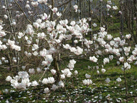 Magnolia Sayonara - Ladybird Nursery