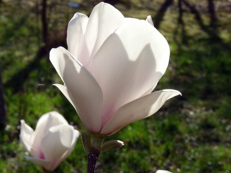 Magnolia Sayonara - Ladybird Nursery