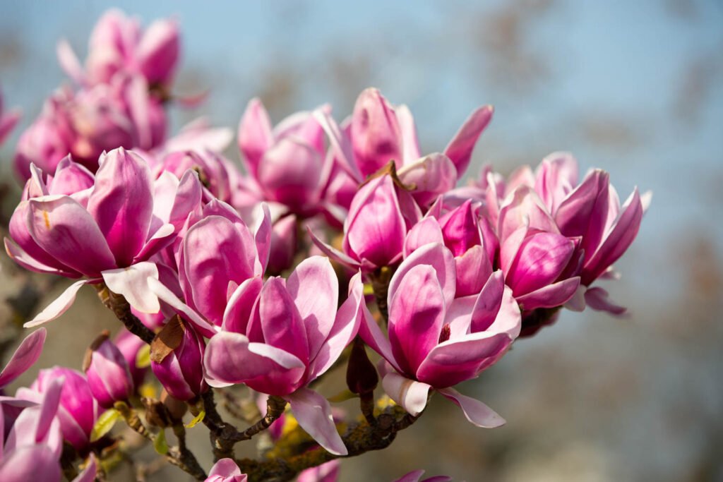 Magnolia Shirazz (Magnolia x) - Ladybird Nursery