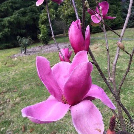 Magnolia Shirazz (Magnolia x) - Ladybird Nursery