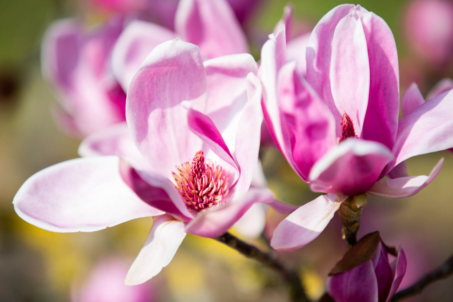 Magnolia Shirazz (Magnolia x)