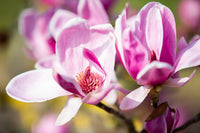 Magnolia Shirazz (Magnolia x) - Ladybird Nursery