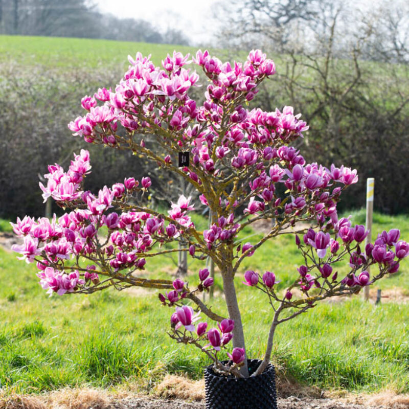 Magnolia Shirazz (Magnolia x)