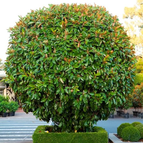 Magnolia St Marys (Magnolia grandiflora) - Ladybird Nursery