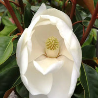 Magnolia St Marys (Magnolia grandiflora) - Ladybird Nursery
