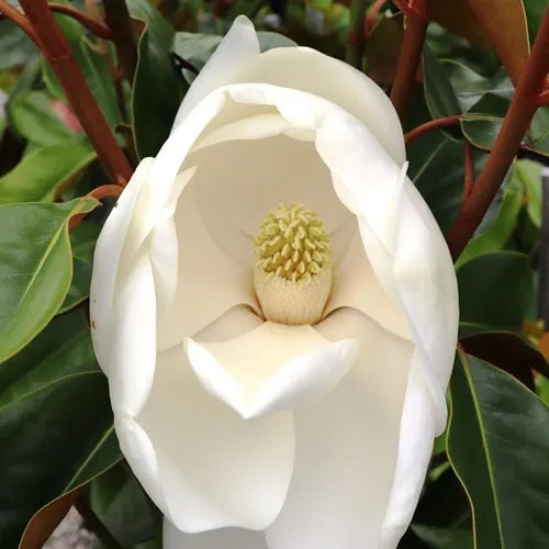 Magnolia St Marys (Magnolia grandiflora) - Ladybird Nursery