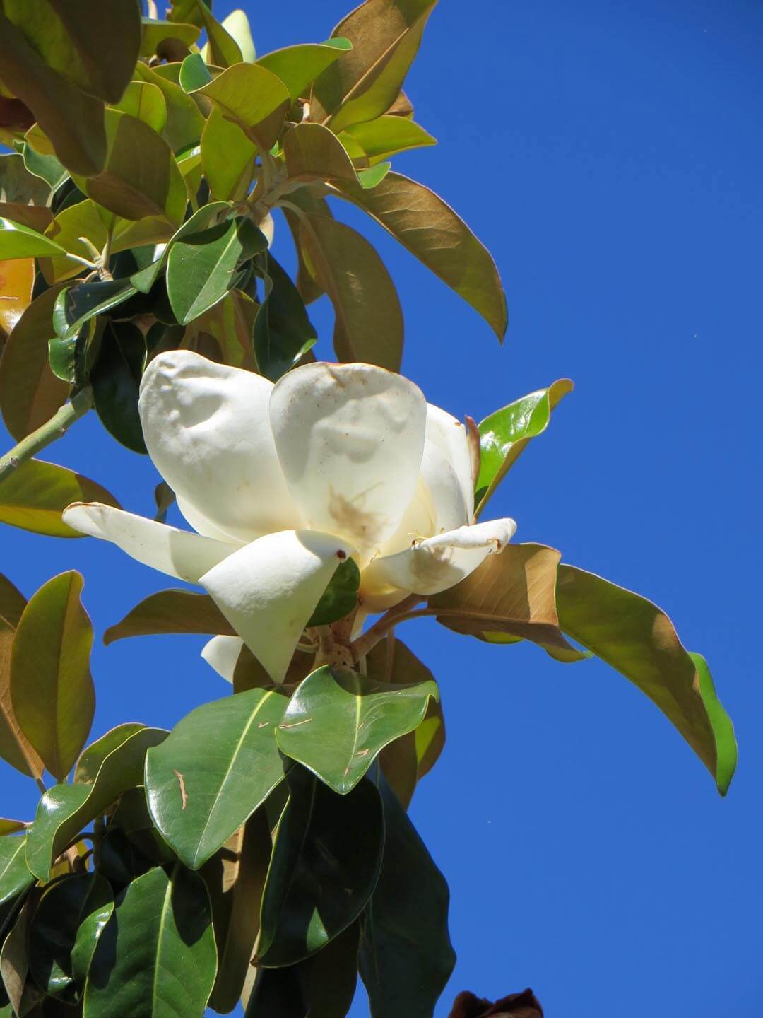 Magnolia St Marys (Magnolia grandiflora) - Ladybird Nursery