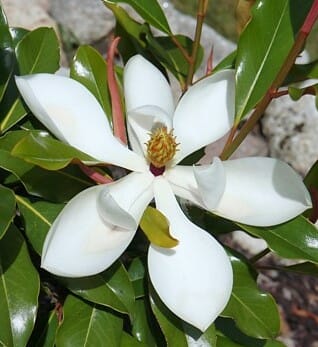 Magnolia St Marys (Magnolia grandiflora) - Ladybird Nursery