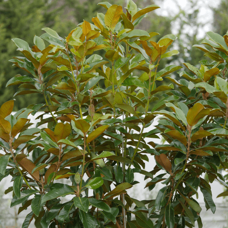 Magnolia St Marys (Magnolia grandiflora) - Ladybird Nursery