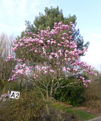 Magnolia Star Wars - Ladybird Nursery