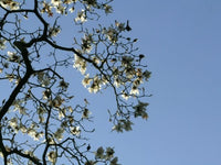 Magnolia Strybing White (Magnolia campbellii) - Ladybird Nursery