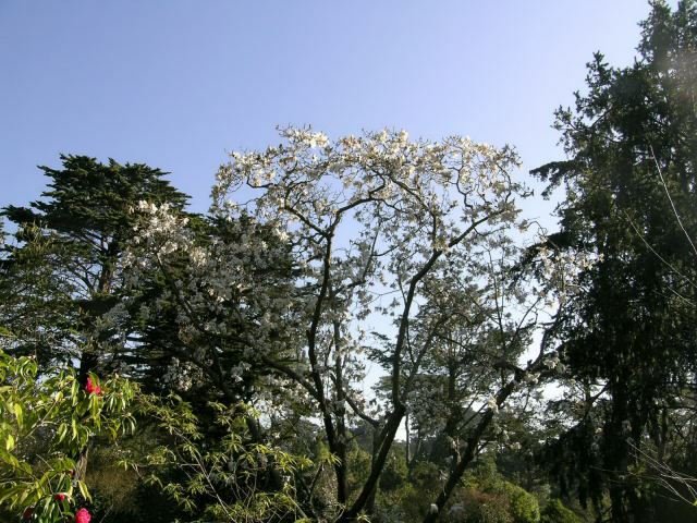 Magnolia Strybing White (Magnolia campbellii) - Ladybird Nursery