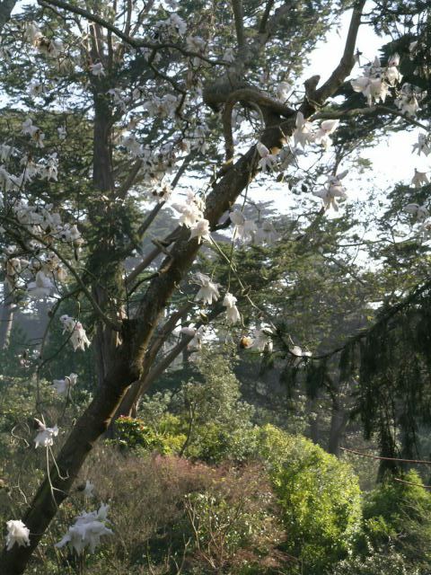 Magnolia Strybing White (Magnolia campbellii) - Ladybird Nursery