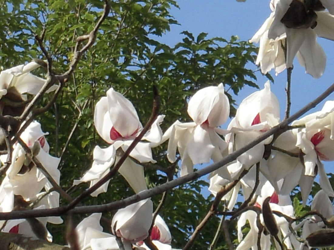 Magnolia Strybing White (Magnolia campbellii) - Ladybird Nursery