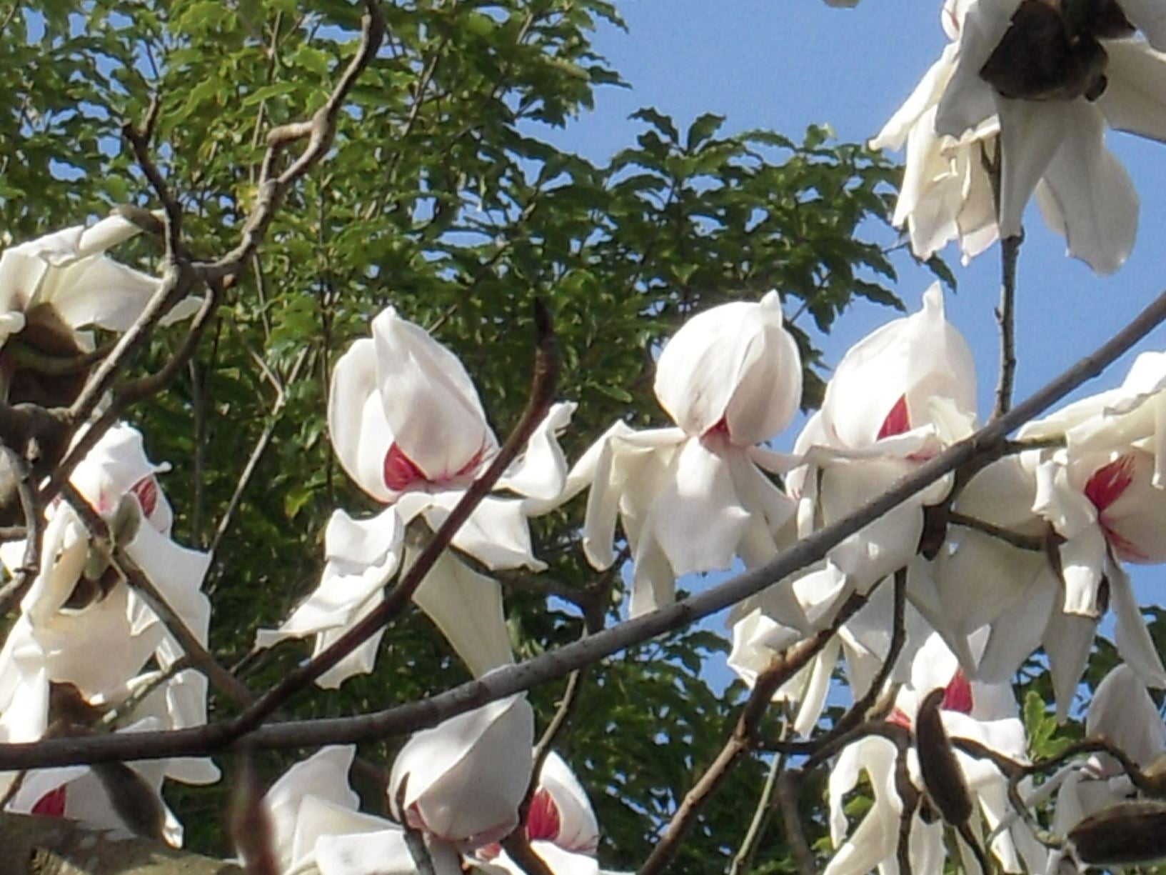 Magnolia Strybing White (Magnolia campbellii) - Ladybird Nursery