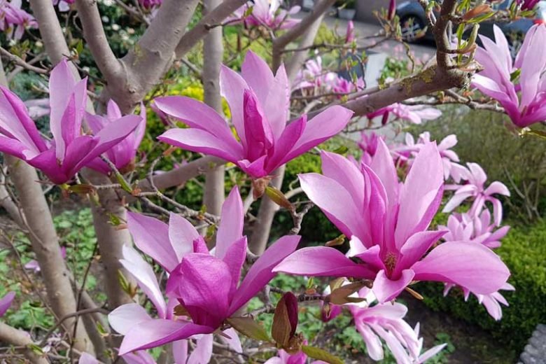 Magnolia Susan - Ladybird Nursery