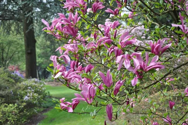 Magnolia Susan - Ladybird Nursery