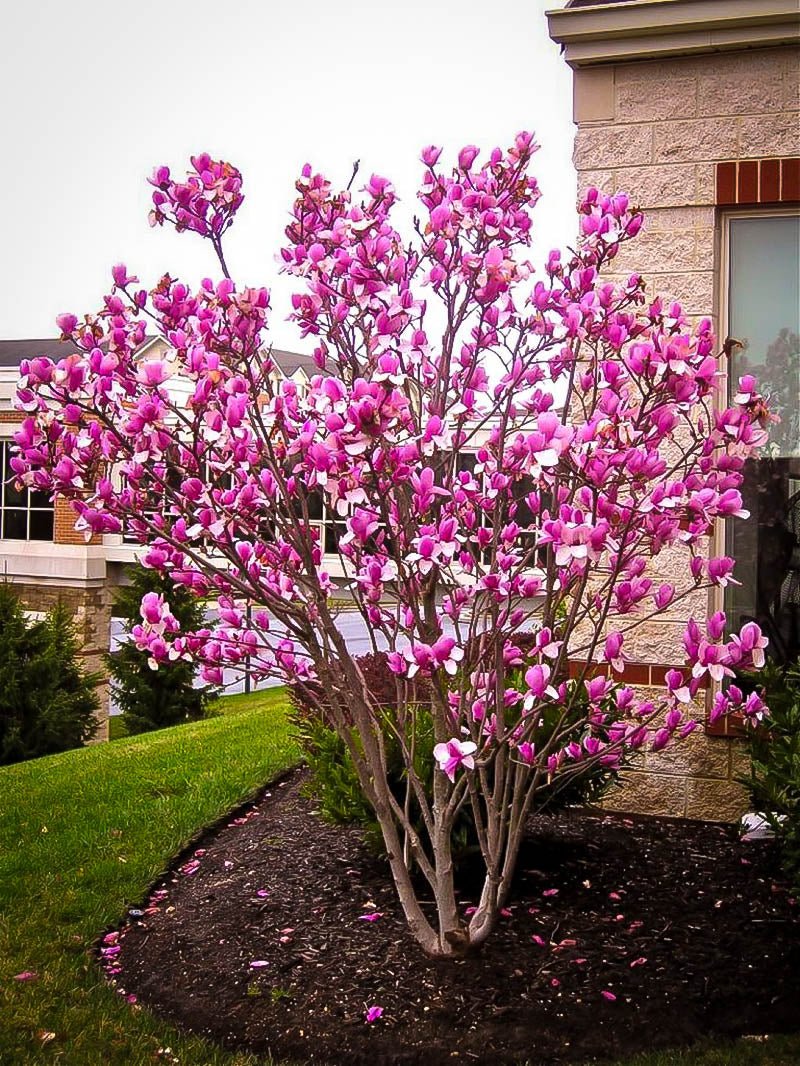 Magnolia Susan - Ladybird Nursery