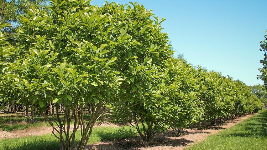 Magnolia Susan - Ladybird Nursery