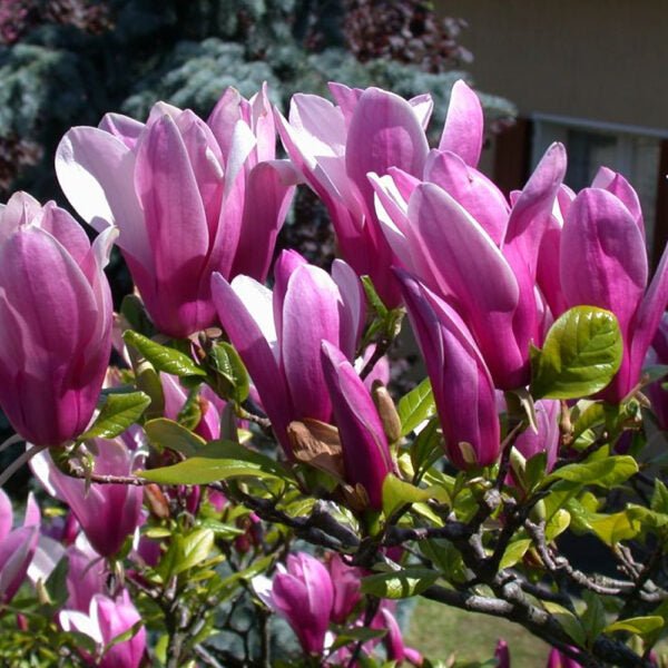 Magnolia Susan - Ladybird Nursery