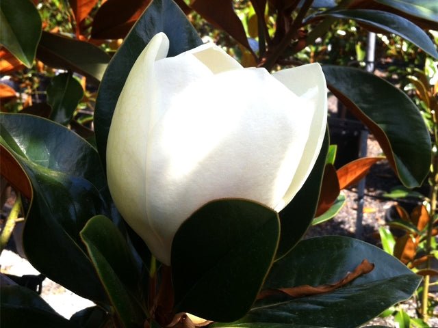 Magnolia Sweet Spire (Magnolia grandiflora) - Ladybird Nursery