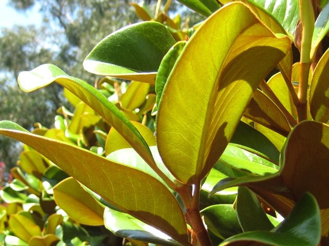 Magnolia Sweet Spire (Magnolia grandiflora) - Ladybird Nursery
