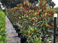 Magnolia Sweet Spire (Magnolia grandiflora) - Ladybird Nursery