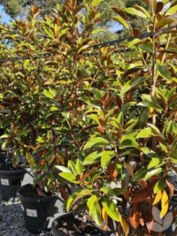 Magnolia Sweet Spire (Magnolia grandiflora) - Ladybird Nursery
