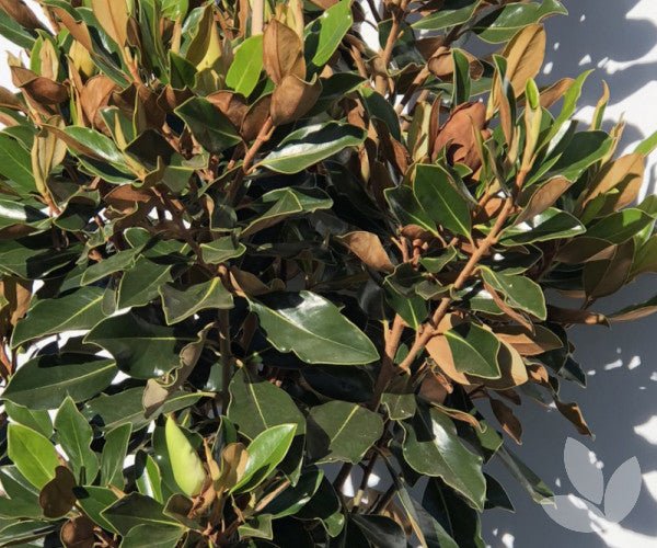 Magnolia Sweet Spire (Magnolia grandiflora) - Ladybird Nursery