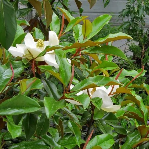 Magnolia Sweet and Neat (Magnolia grandiflora) - Ladybird Nursery