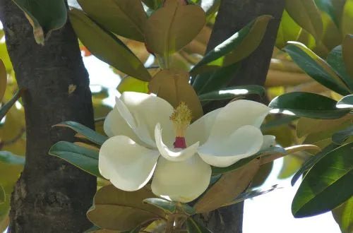 Magnolia Sweet and Neat (Magnolia grandiflora) - Ladybird Nursery