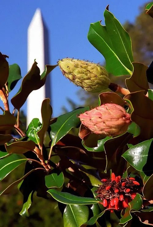 Magnolia Sweet and Neat (Magnolia grandiflora) - Ladybird Nursery