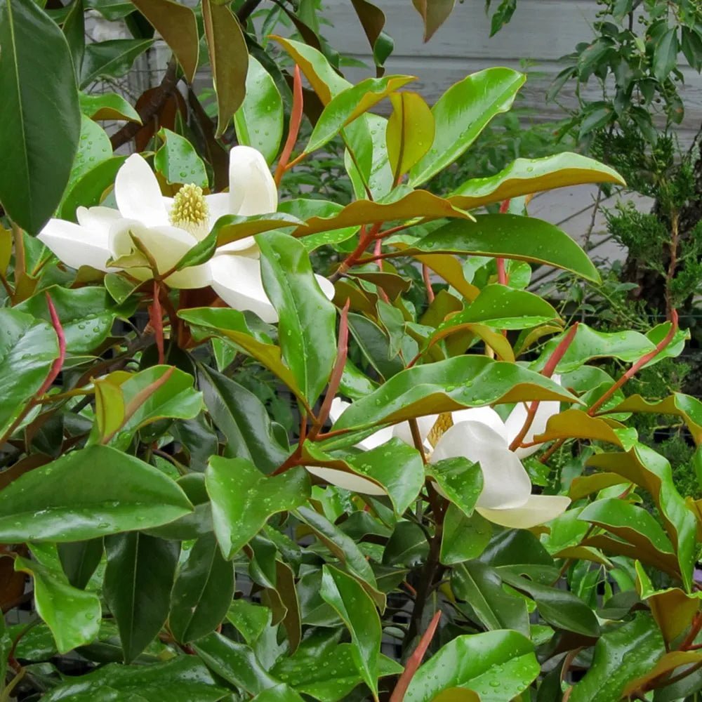 Magnolia Sweet and Neat (Magnolia grandiflora) - Ladybird Nursery