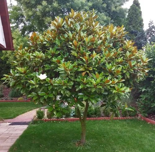 Magnolia Sweet and Neat (Magnolia grandiflora) - Ladybird Nursery