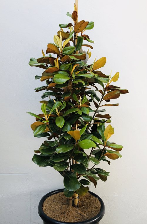 Magnolia Teddy Bear (Magnolia grandiflora)