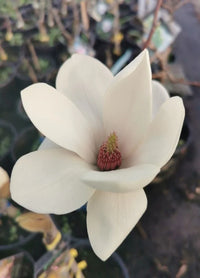 Magnolia Tina Durio