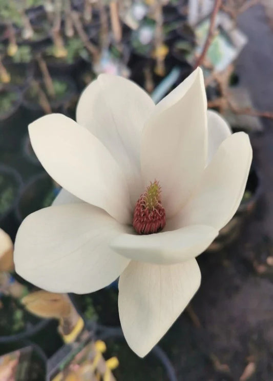 Magnolia Tina Durio