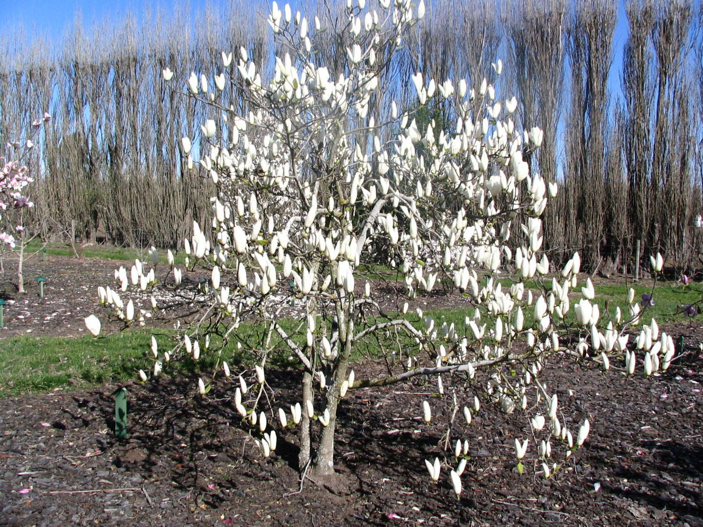 Magnolia Tina Durio
