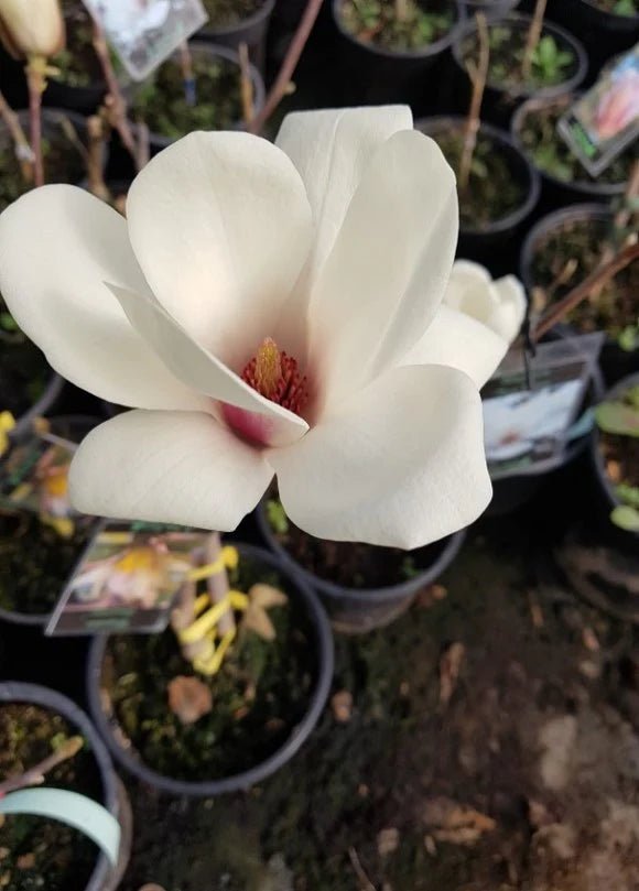 Magnolia Tina Durio - Ladybird Nursery