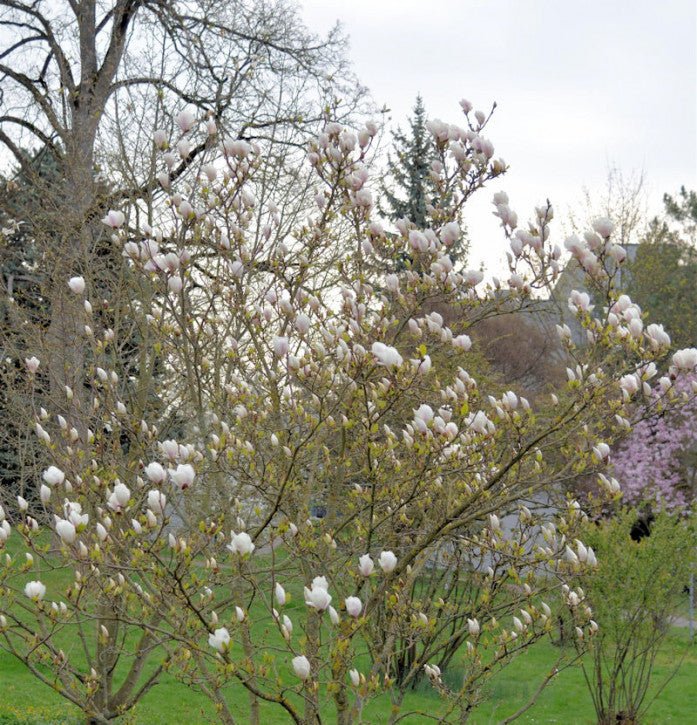 Magnolia Tina Durio - Ladybird Nursery