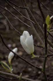 Magnolia Tina Durio - Ladybird Nursery