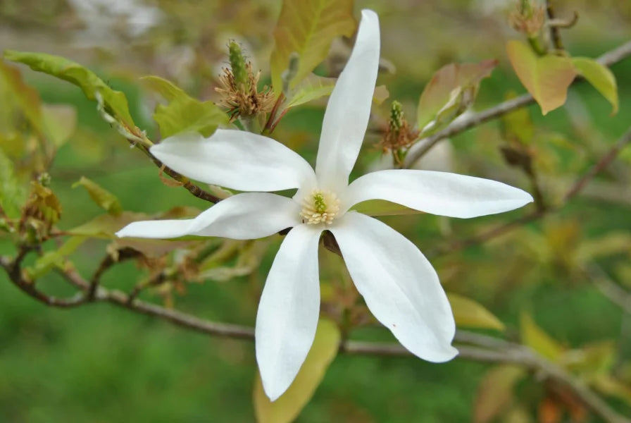 Magnolia Wadas Memory