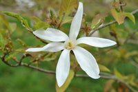 Magnolia Wadas Memory