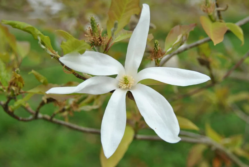 Magnolia Wadas Memory