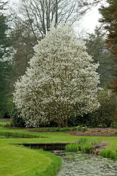 Magnolia Wadas Memory