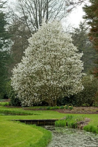 Magnolia Wadas Memory - Ladybird Nursery