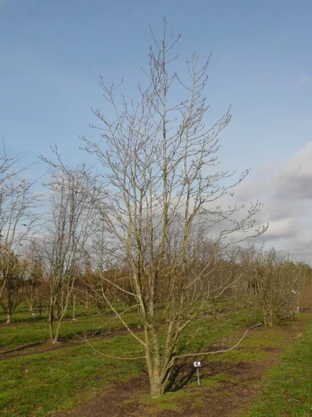 Magnolia Wadas Memory