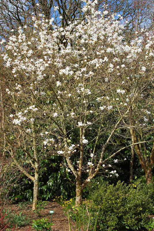 Magnolia Wadas Memory