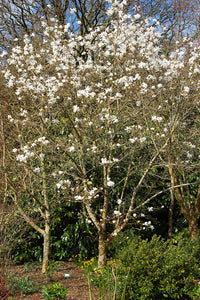 Magnolia Wadas Memory